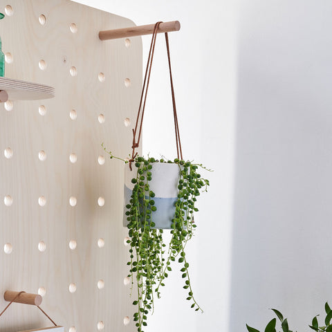 hanging plant on wooden freestanding screen